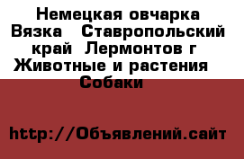Немецкая овчарка Вязка - Ставропольский край, Лермонтов г. Животные и растения » Собаки   
